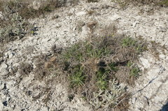 Ptilostemon echinocephalus