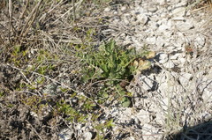 Scabiosa praemontana
