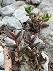 Lenophyllum acutifolium