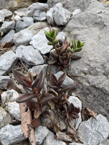 Lenophyllum acutifolium, photograph 2