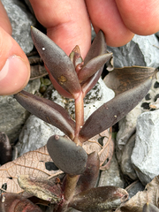 Lenophyllum acutifolium, photograph (c) Cody Hinchliff, some rights reserved (CC BY)