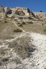 Ptilostemon echinocephalus