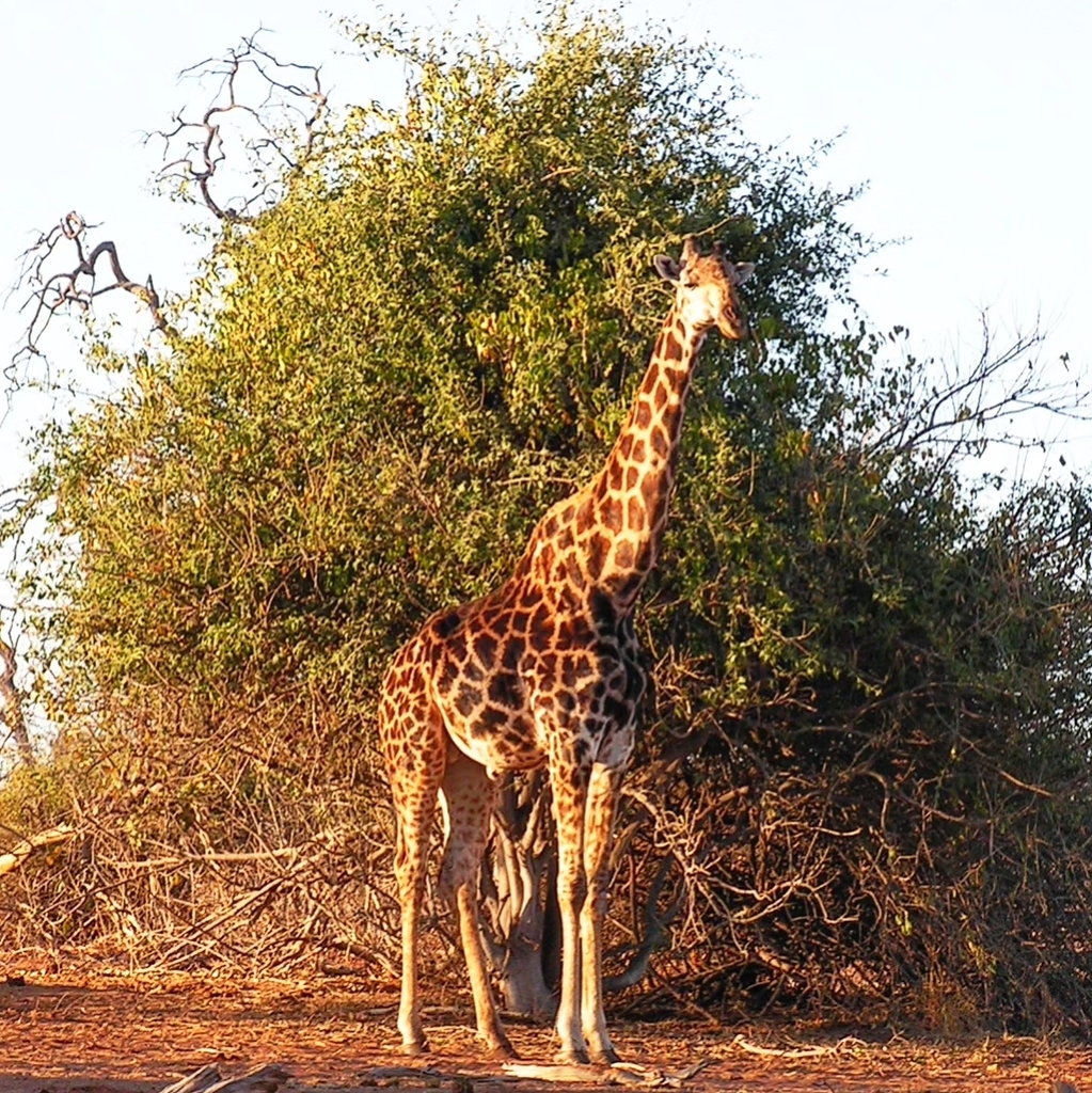 Giraffa giraffa, Chobe, Botswana, by n_mcleod