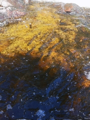 Alosa pseudoharengus