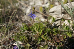 Veronica taurica