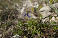 Veronica taurica
