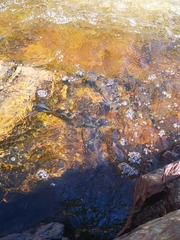 Alosa pseudoharengus