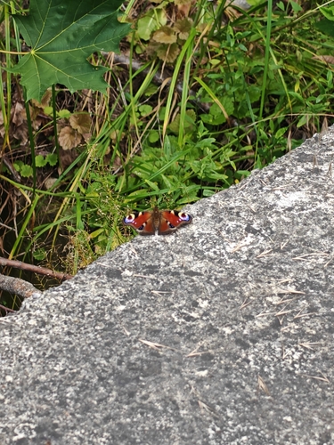 European Peacock Butterfly