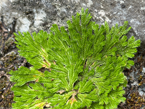 Selaginella pilifera, photograph 1