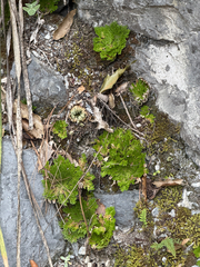 Selaginella pilifera, photograph (c) Cody Hinchliff, some rights reserved (CC BY)