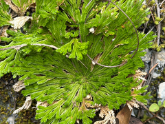 Selaginella pilifera