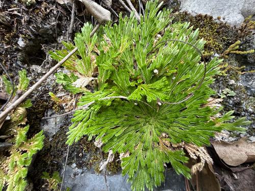 Selaginella pilifera, photograph 2