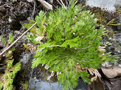 Selaginella pilifera, photograph (c) Cody Hinchliff, some rights reserved (CC BY)