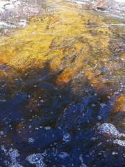 Alosa pseudoharengus