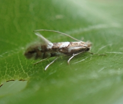 Phyllonorycter maestingella