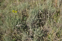 Jurinea stoechadifolia