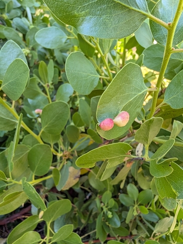 iNaturalist observation photo of Manzanita Leafgall Aphid