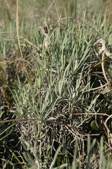 Jurinea stoechadifolia
