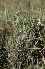 Jurinea stoechadifolia