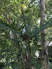 Chamaedorea radicalis