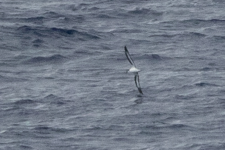 iNaturalist image