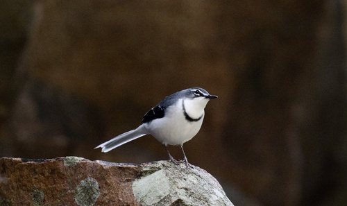 iNaturalist image