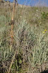Jurinea stoechadifolia