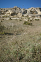 Scabiosa praemontana