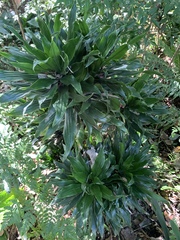 Dracaena fragrans compacta