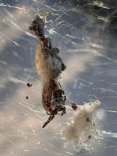 Tropical Tent-web Spider