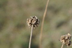 Scabiosa praemontana