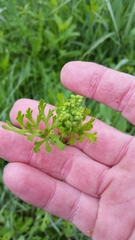 Polytaenia