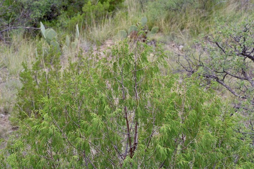 Juniperus flaccida