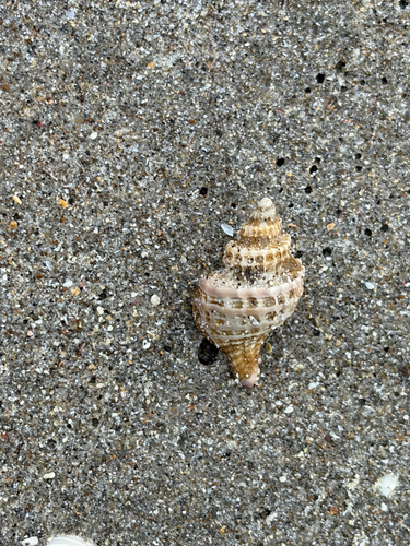 Zeatrophon ambiguus, 2026-07-24