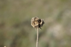 Scabiosa praemontana