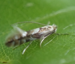 Phyllonorycter maestingella