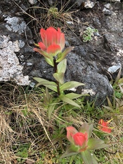 Castilleja miniata dixonii