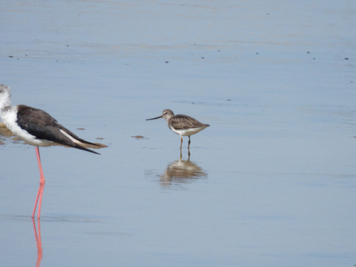 Terek Sandpiper