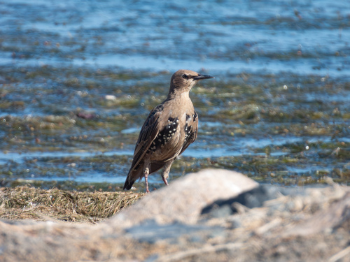 European Starling