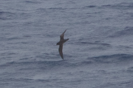 Puffinus nativitatis observed 2026-07-09