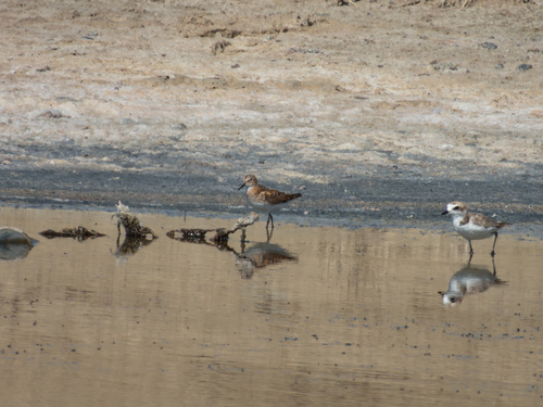 Little Stint