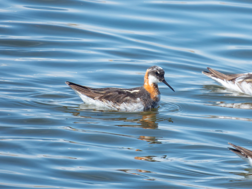Red-necked Phalarope