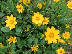 Coreopsis auriculata