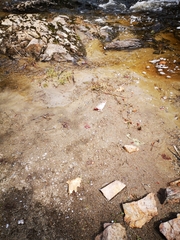 Alosa pseudoharengus