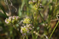 Valerianella pumila
