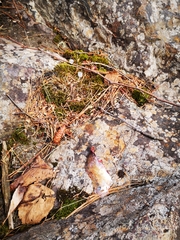 Alosa pseudoharengus