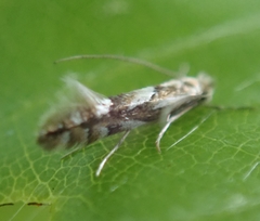 Phyllonorycter maestingella
