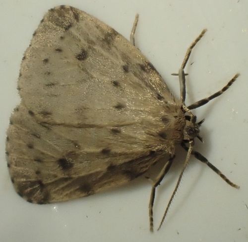 Round-winged Muslin, De Wieden, Blokzijl, Overijssel, NL, photo 4 of 10