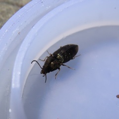 Hypnoidus abbreviatus