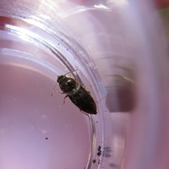 Hypnoidus abbreviatus